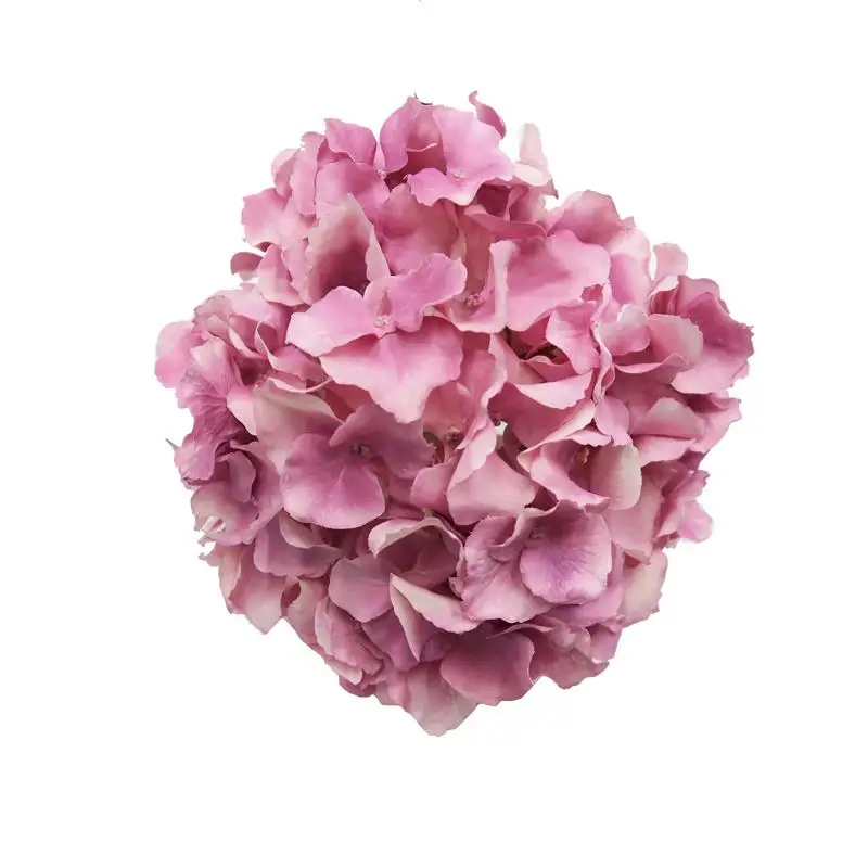 庭の装飾のための単一の茎の現実的なアジサイと人工の結婚式のアジサイ現実的なアジサイ Buy 結婚式アジサイ シングル幹偽アジサイ 現実的なアジサイ Product On Alibaba Com