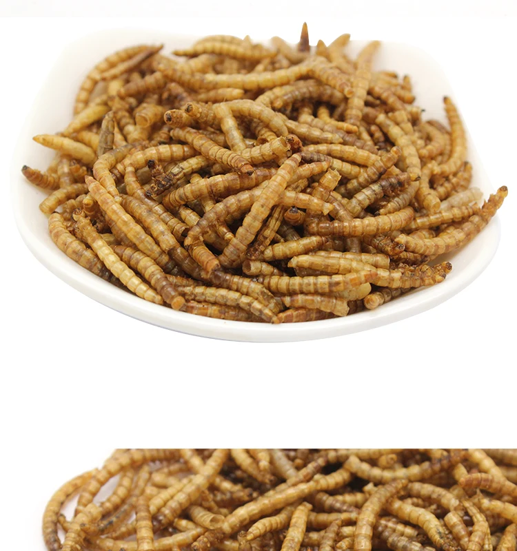 Dried Mealworm Fish Food High Protein Mealworms Koi Fish Food Nutrition