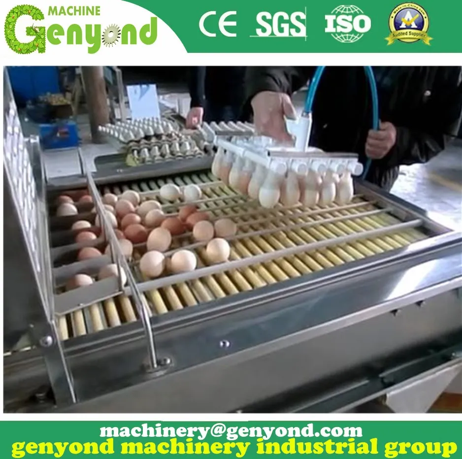 Brand New Automatic Egg Sorting Machine