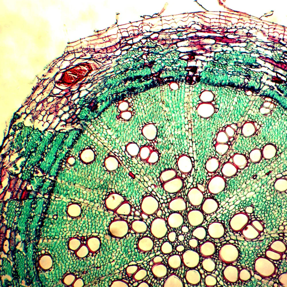 Микро клеток. Микропрепарат растительной клетки под микроскопом. Раститетельная клетка микроскоп. Микропрепараты клеток растений под микроскопом. Микропрепарат поперечного среза кактуса.
