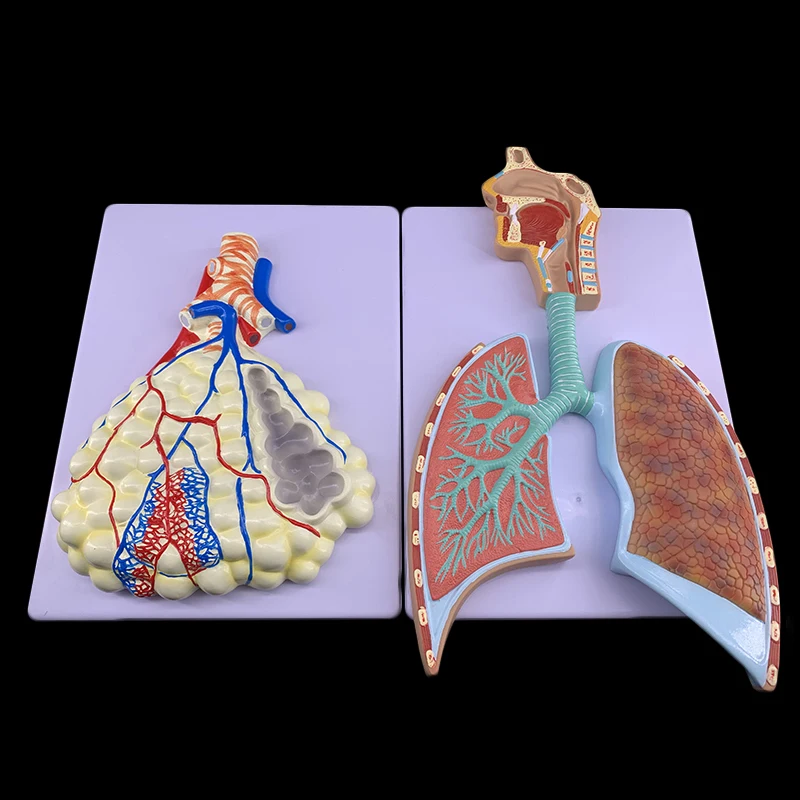Modelo De Anatomía Del Sistema Respiratorio Humano,Sistema Respiratorio De  Anatomía De Los Pulmones,Modelo En Relieve - Buy Sistema Respiratorio,Modelo  De Sistema Respiratorio,Modelo De Sistema Respiratorio Humano Product on  