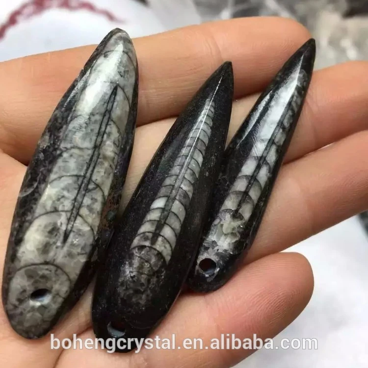 Cuttlefish Fossils Sinoceras Fossil Stones for Sale Wholesale Natural Feng Shui Crystal Image Boheng Crystal Carved Engraving