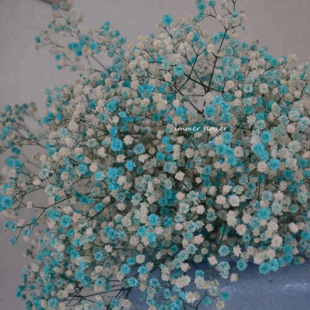 Wholesale Dried Baby Breath Babysbreath Preserved Flower Buy Dried Baby Breath Dried Baby Breath Artificial Babys Breath Flower Product On Alibaba Com