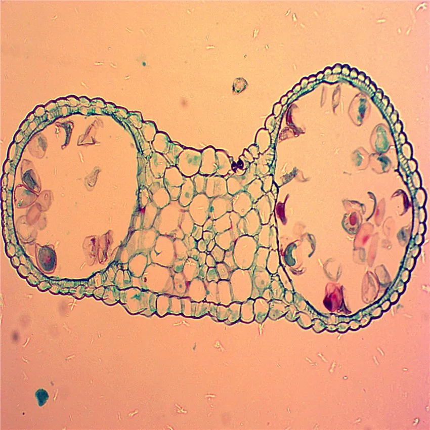 
Учебные предметы для школы, ботания, энтомология, зоология, Микроскопические Стеклянные образцы, набор слайдов, подготовленные слайды для микроскопа 
