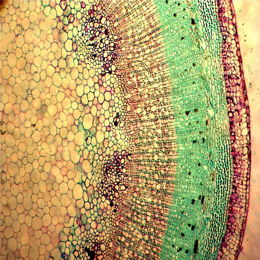 
Учебные предметы для школы, ботания, энтомология, зоология, Микроскопические Стеклянные образцы, набор слайдов, подготовленные слайды для микроскопа 