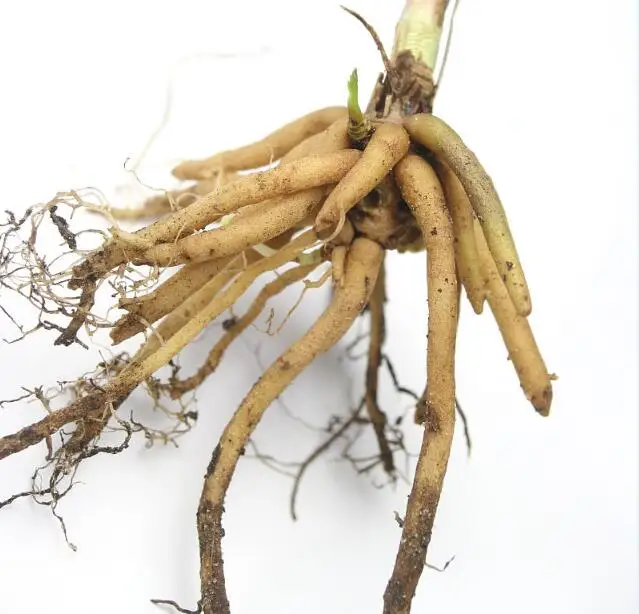 100% Pure Raw Dried Valerianae Radix Valerian Roots