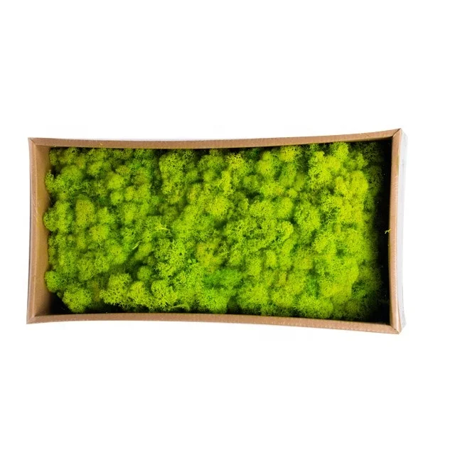 Красочный сохраненный Королевский мох для бассейна