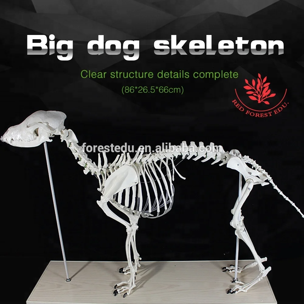 
 Модель каркаса для ветеринарии, анатомия животных, волк, собака  