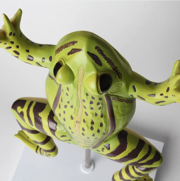 Gelsonlab HSBM-408 Anatomical Frog Model Plastic Frog Model Frog Anatomy Model