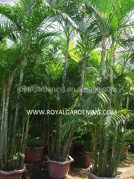 Areca Palm Chrysalidocarpus Lutescens Yellow Butterfly Palm Buy Bottle Palm Hyophorbe Lagenicaulis Areca Palm Chrysalidocarpus Lutescens Product On Alibaba Com