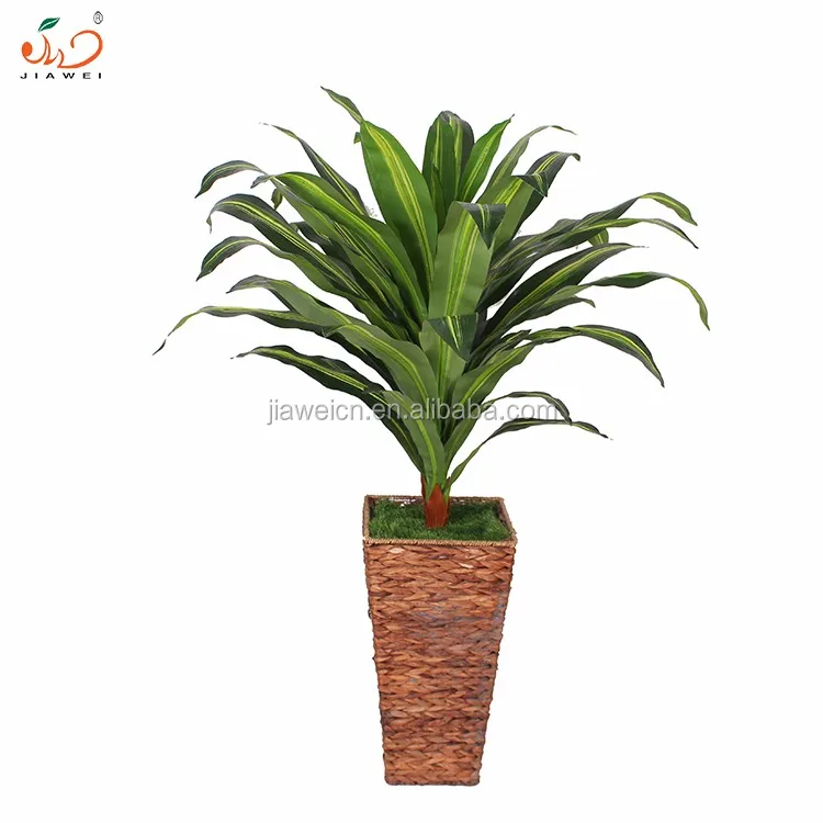 Cheap Artificial Dracaena Fragrans Plants Buy Artificial Dracaena