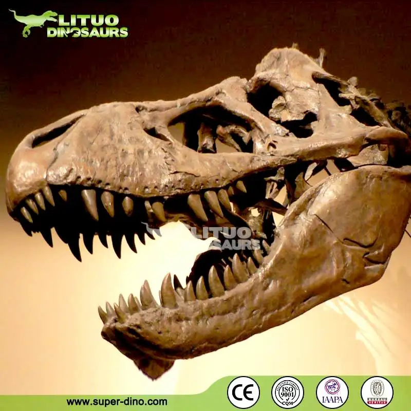 ティラノサウルス恐竜の頭蓋骨博物館の化石レプリカ| Alibaba.com