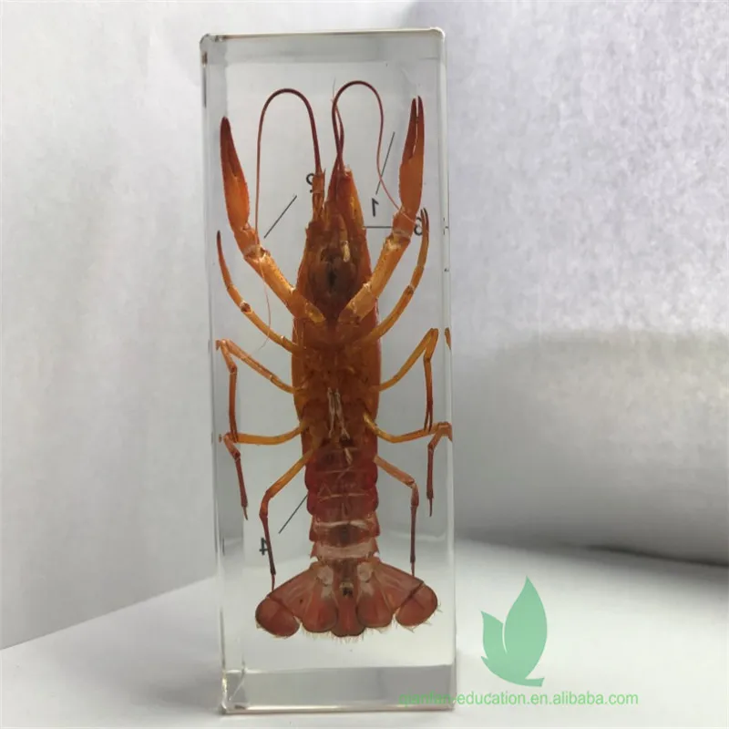 
Рамка из прозрачной смолы, реальный лобстер, встроенный полезный обучающий образец, пластиковая рамка для школы 