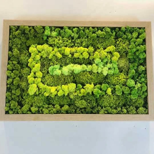 Красочный сохраненный Королевский мох для бассейна