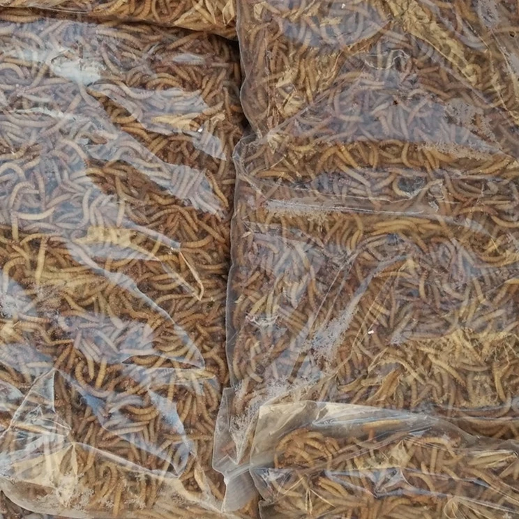 frozen feeder lizards