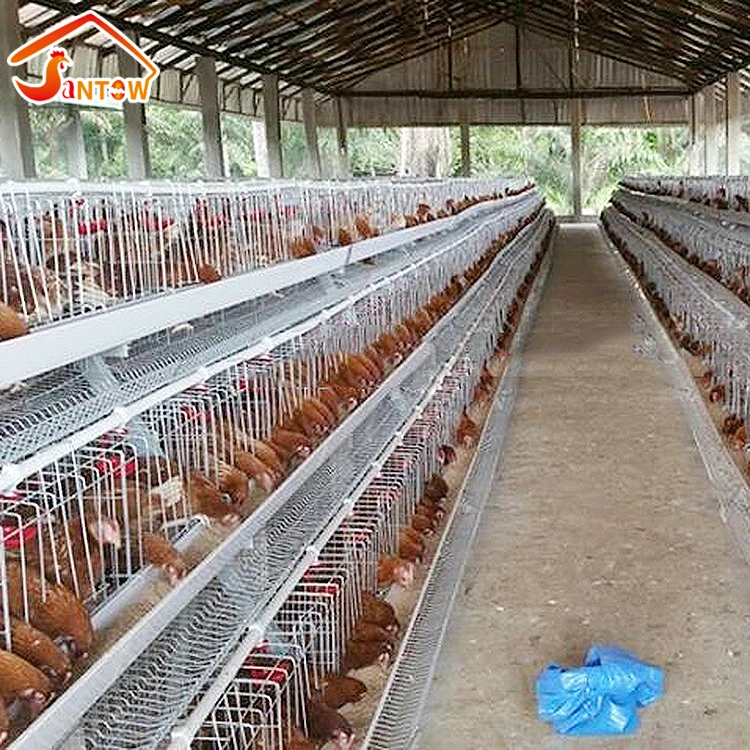 Buon prezzo strato automatico di uovo Pollo Fattoria galline ovaiole  pollame Gabbie della batteria - Cina Gabbia di gallina, gabbia di pollo a  strati