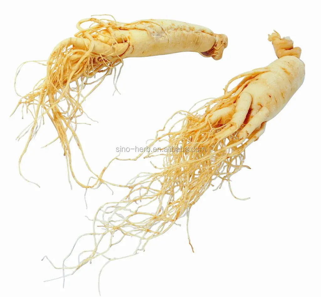 Женьшень натуральный. Panax Ginseng. Женьшень корень сушеный. Белый женьшень. Корень женьшеня на белом.