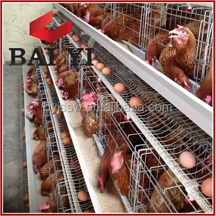 Egg Layer Chicken Cages for 5000 Birds Poultry Farm Construction