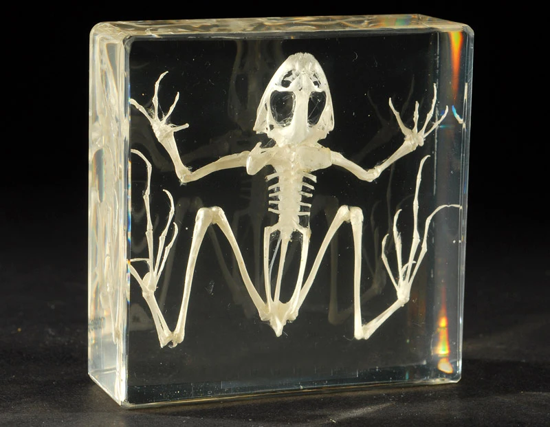 生物教育标本青蛙骨架 - buy frog skeleton,life science education,