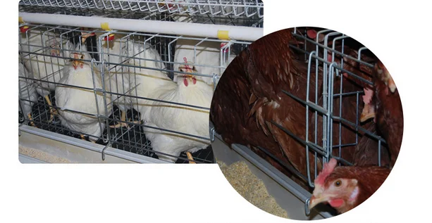 爆買い特価 3層、4層、5層 (溶融亜鉛めっき/電気亜鉛めっき) の農場用層用自動鶏ケージ Buy Layer Cages For Kenya  Farm,Poultry Farm Layer Cage,Chicken Layer Cage Product