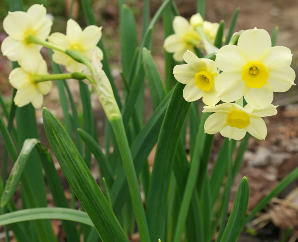 Zhangzhou Narciso Tazetta Bombillas Narciso Flor Bombilla Buy Bombilla Narcissus Tazetta Zhangzhou Bulbo De Narciso Bulbos De Narciso Product On Alibaba Com