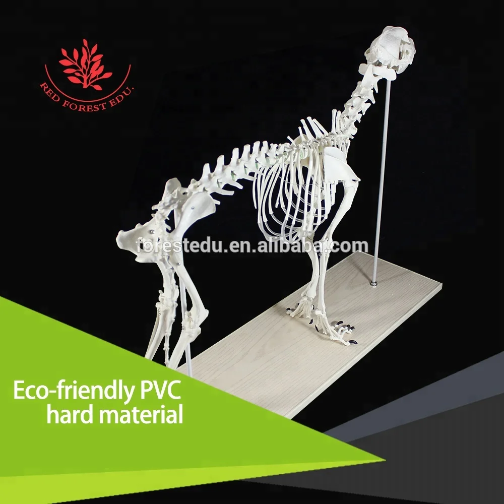 
 Модель каркаса для ветеринарии, анатомия животных, волк, собака  