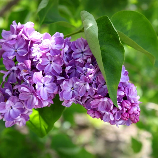 factory supply fishing eugenol oil / methyl eugenol price