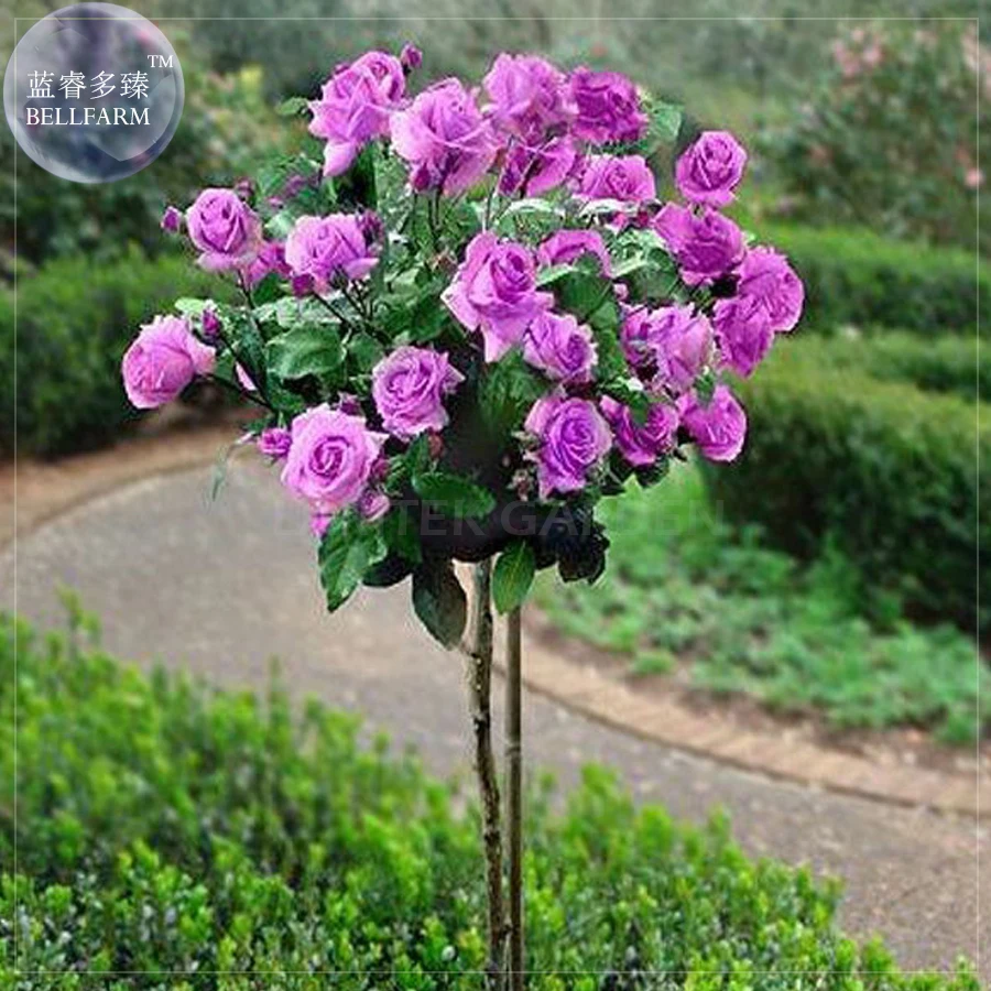 Rose Tree Promotion-Shop for Promotional Rose Tree on