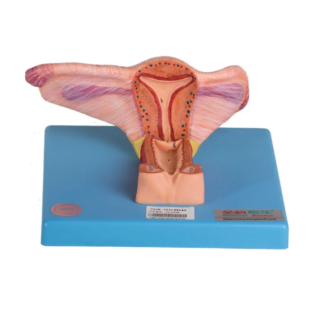 Gd A15108 General Doctor Female Inner Genital Organ Model Buy Female Internal Genital Organ Model Female Genital Model Uterus Model Product On Alibaba Com