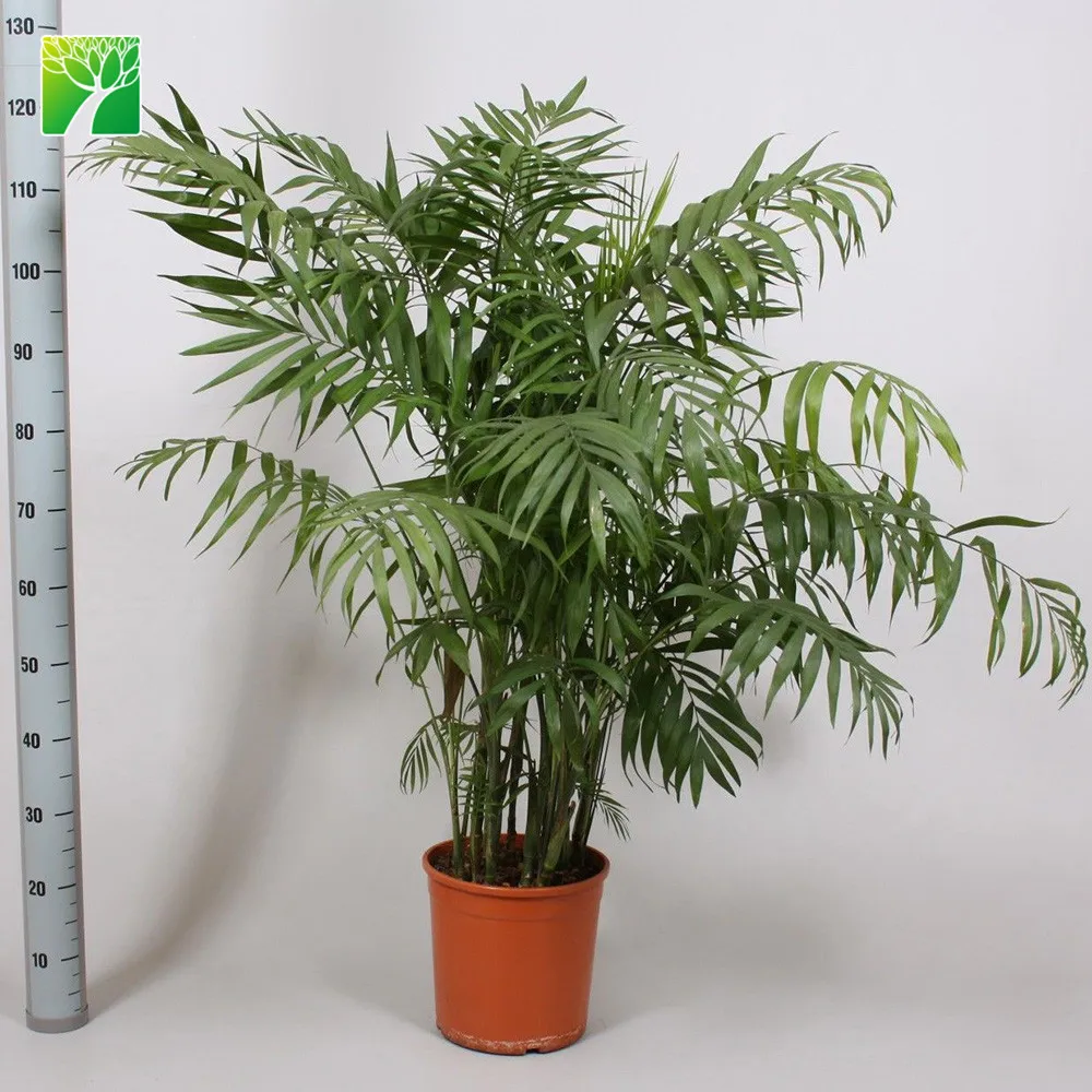 Cheap Wholesale Natural Palm Trees Plants Neanthe Bella Palm Chamaedorea Elegans Buy Natural Palm Trees Neanthe Bella Palm Plants Chamaedorea Elegans Product On Alibaba Com