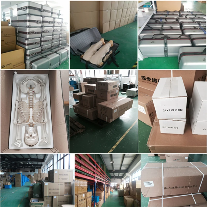 
BIX-H1D медицинская электронная уретральная Катетеризация и модель клизмы 