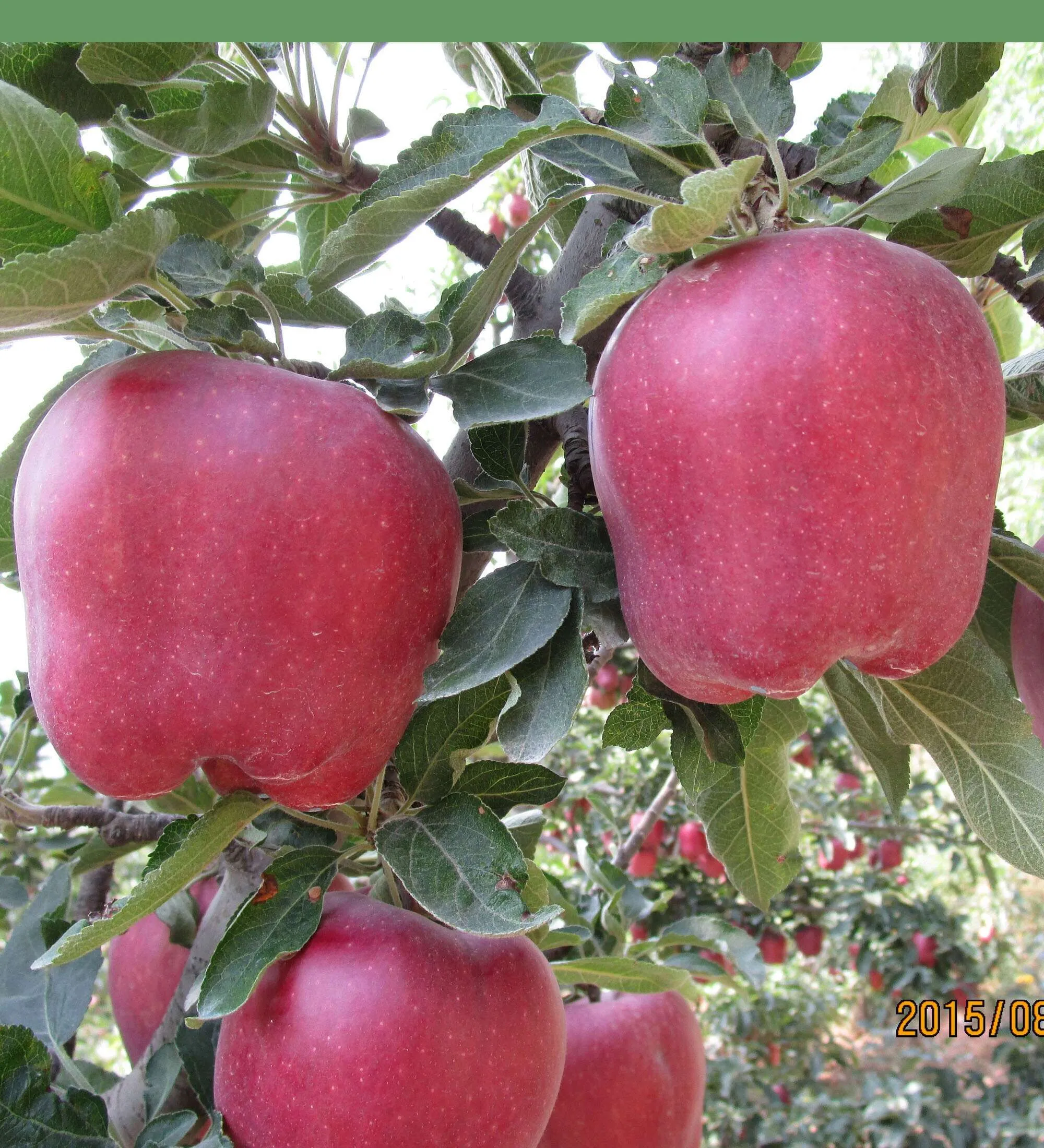 Свежий яблоко