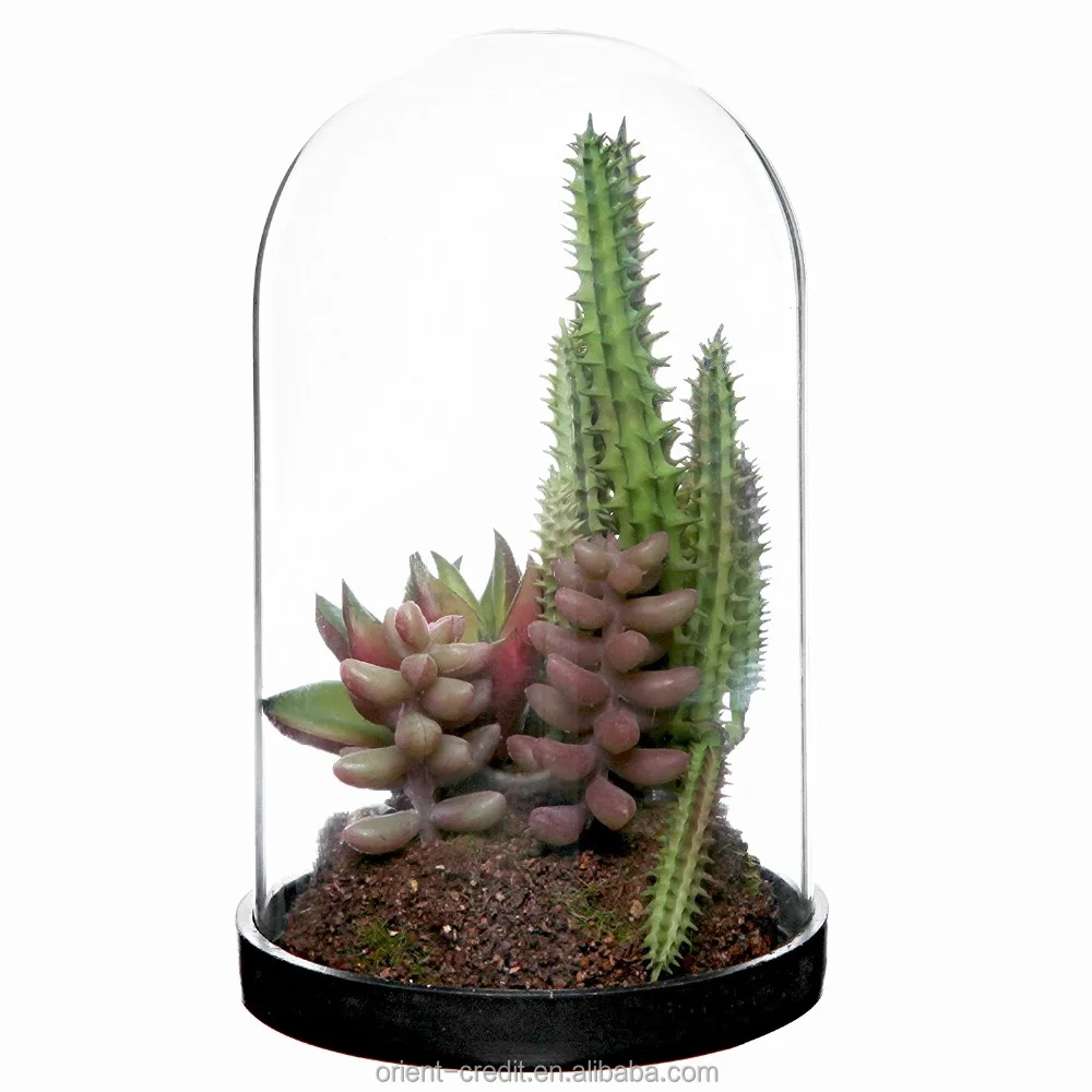 Verre transparent dôme couvercle cloche Bell Jar succulents Terrariums avec holzkork