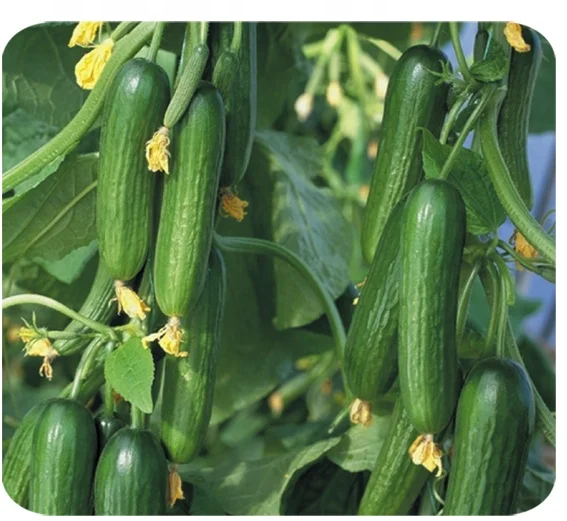 栽培用の高収量ハイブリッドミニフルーツキュウリの種子 ミニロードno 1 Buy フルーツキュウリ キュウリの種子 ハイブリッドキュウリ種子 Product On Alibaba Com