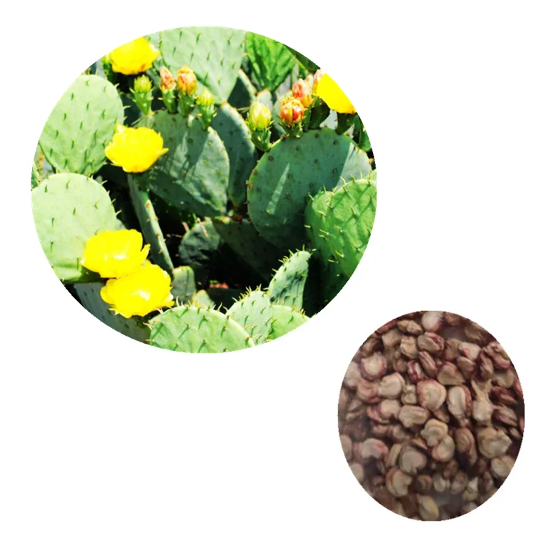 High Quality 100 Seeds Per Bag Prickly Pear Cactus Seeds For Desert Garden Or Windowsill Buy Prickly Pear Cactus Seeds Opuntia Santa Rita Cactus Seeds Opuntia Prickly Pear Cactus Seeds Product On Alibaba Com