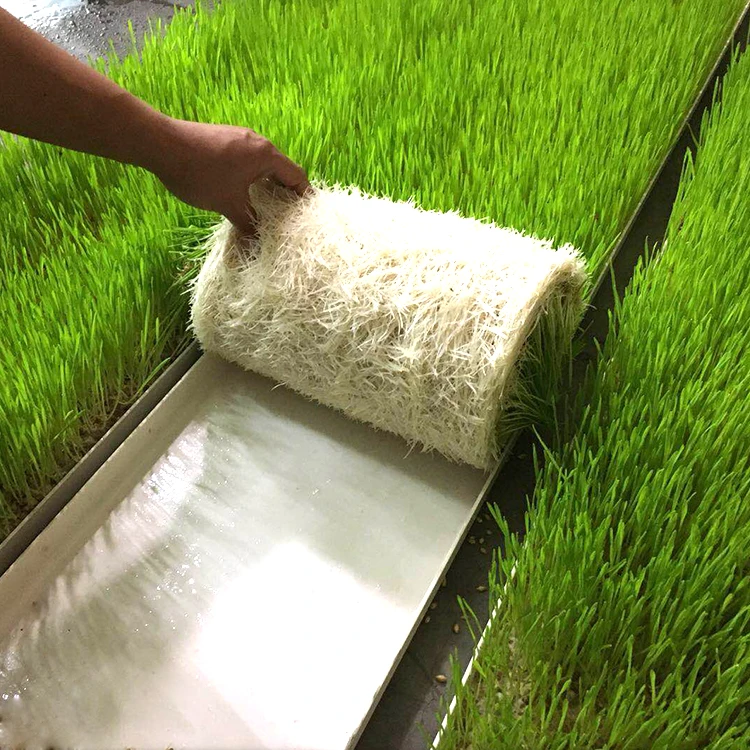 1 Meters Hydroponic Trays Food Grade Plastic PVC Tray Material Origin Type Hydroponics Barley Fodder Tray