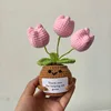 Plante en pot tulipe à trois têtes