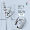 wild reeds, white