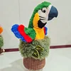 Perroquet de souche