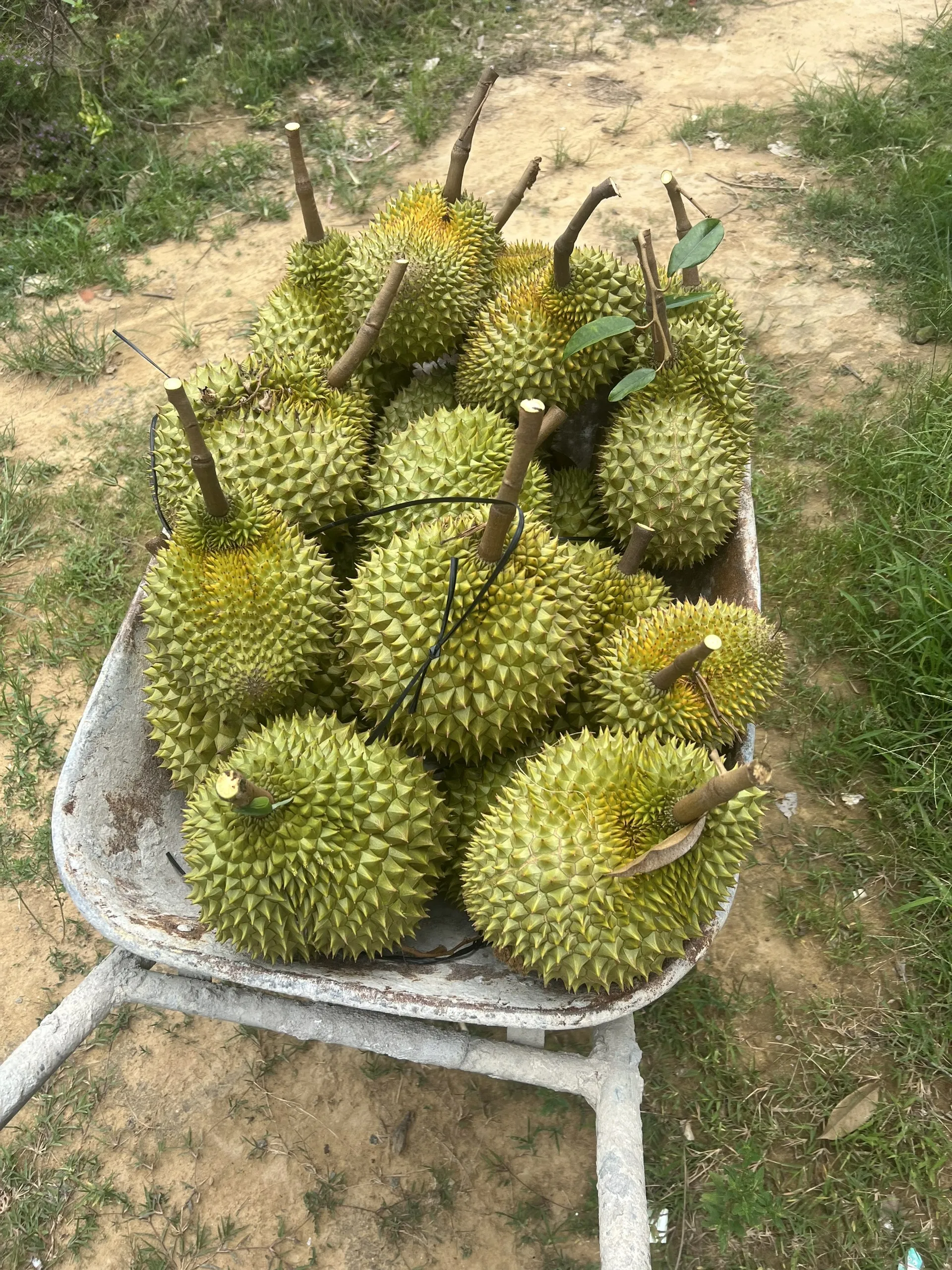 The Best Fresh Durian,Tropical Fruit,Vietnam Export Products To China