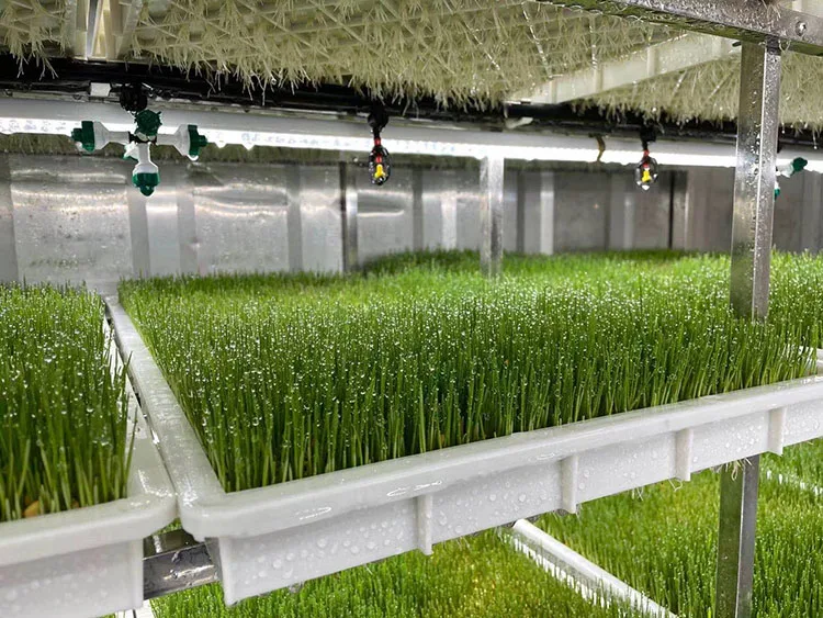 barley grass-2.jpg