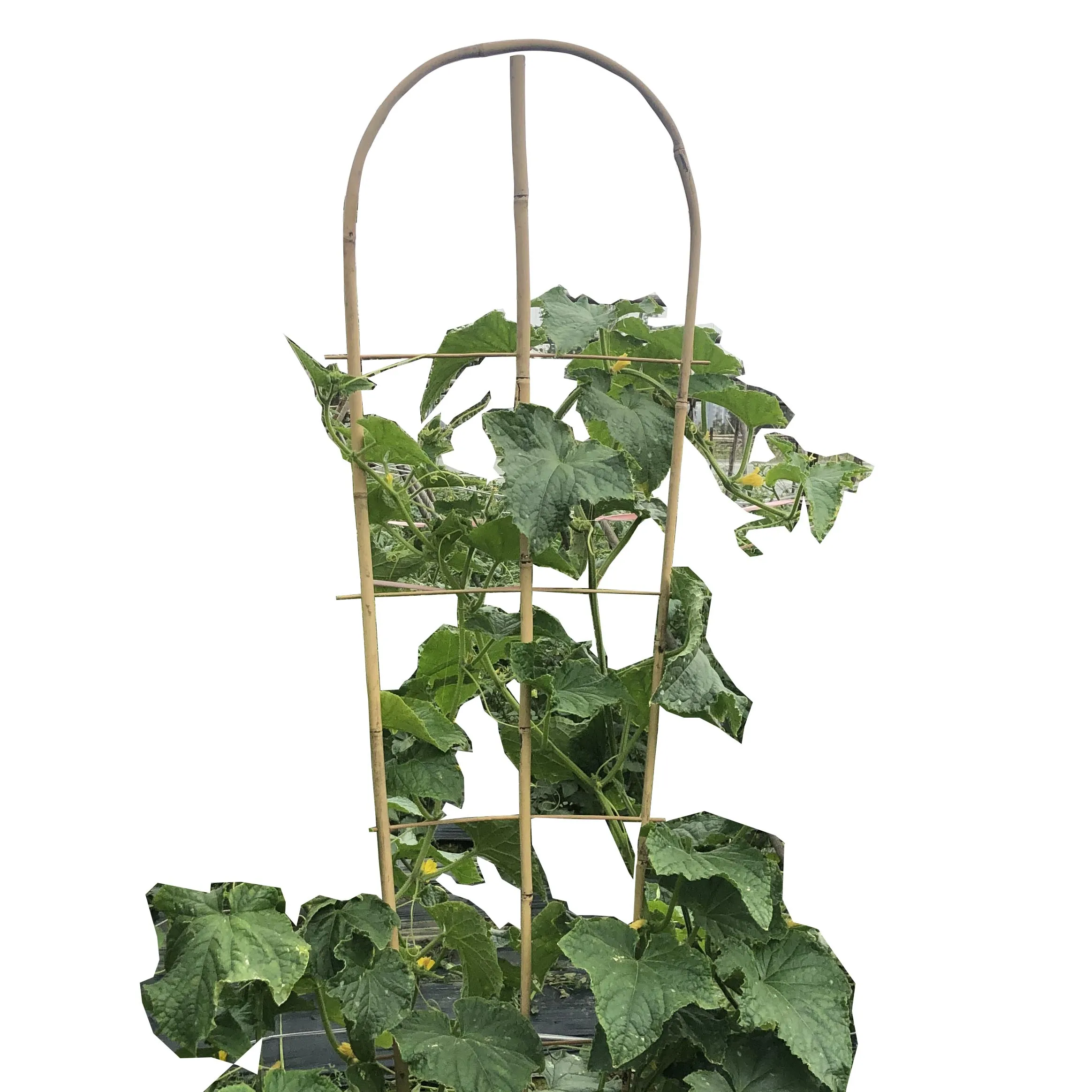 Bamboo Plant Support Bamboo Flower Trellis Bamboo Ladder Trellis Buy