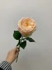 Rosa claro