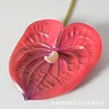 Red anthurium