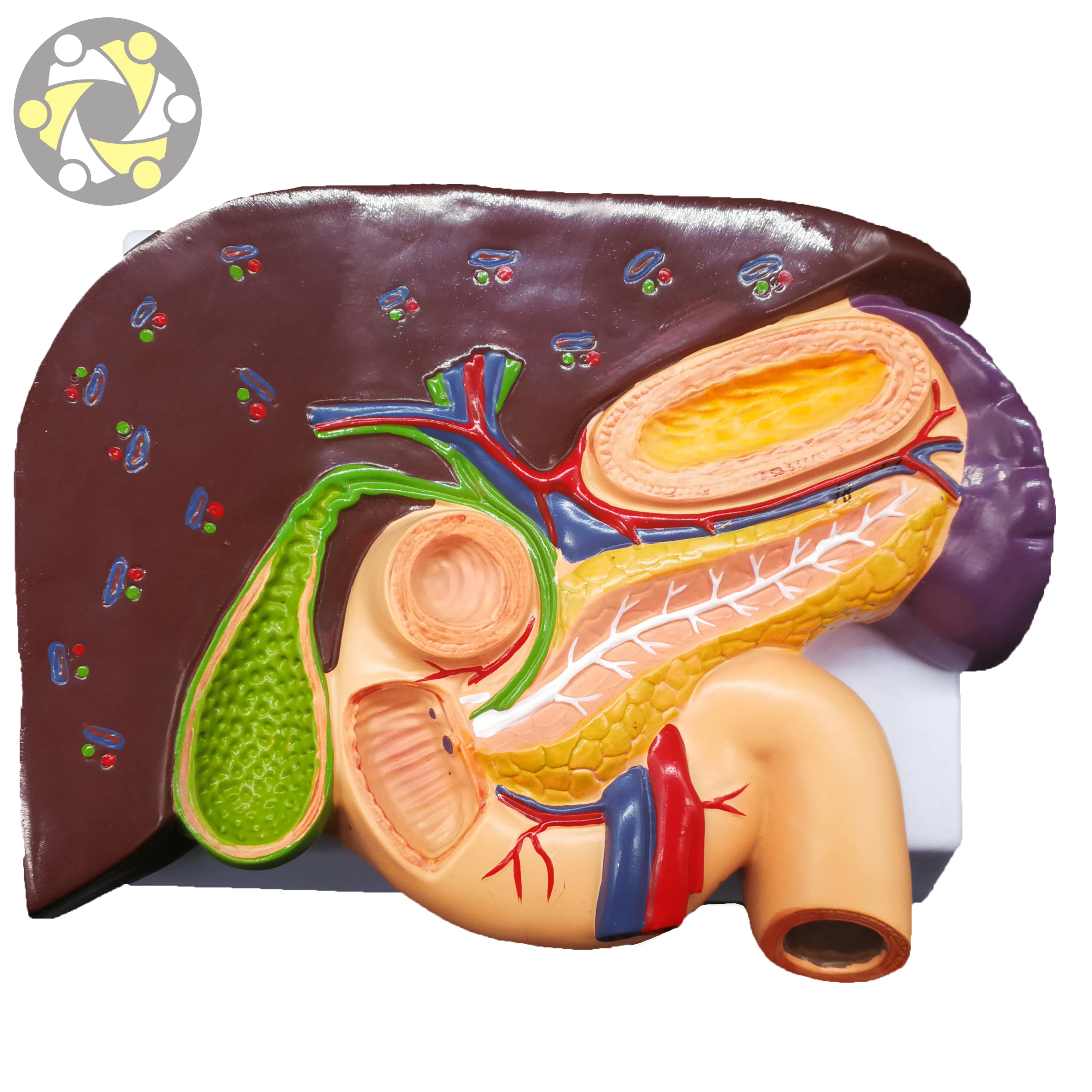 Science Medical Teaching Liver Pathology Model With Duodenum Stomach