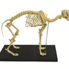 B103 Dog Skeleton Model