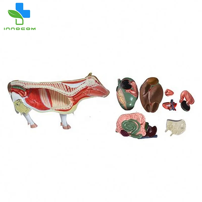 Educational Cow Anatomy 3D PVC Model Medical Anatomic Livestock Skeleton for Acupuncture Free Cow Anatomical Animals Model