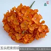 Five-headed hydrangea LS orange