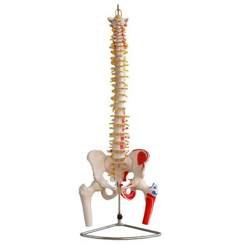 Education Life Size Pvc Simulation 80cm Human Spine Model