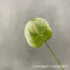 Anturio 5